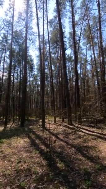 Video verticale della foresta di giorno — Video Stock