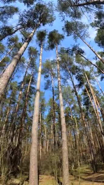 Függőleges videó az erdőről nappal — Stock videók