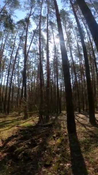Vertikales Video des Waldes bei Tag — Stockvideo