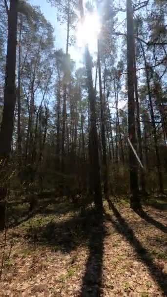 Vertical video of the forest by day — Stock Video