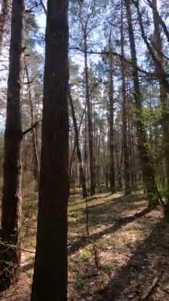 Vertical video of the forest by day — Stock Video