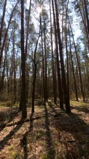 Verticale video van het bos overdag — Stockvideo