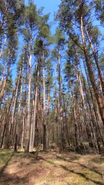 Vertical video of the forest by day — Stock Video