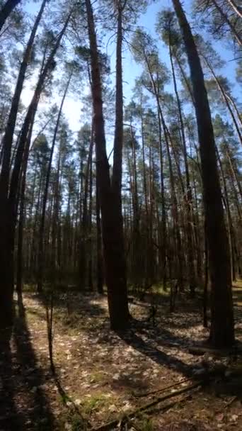 Vídeo vertical del bosque de día — Vídeo de stock