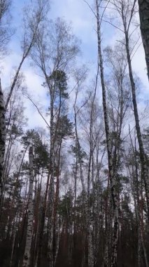 Huş ağacının öğleden sonra huş ağacıyla dikey videosu.