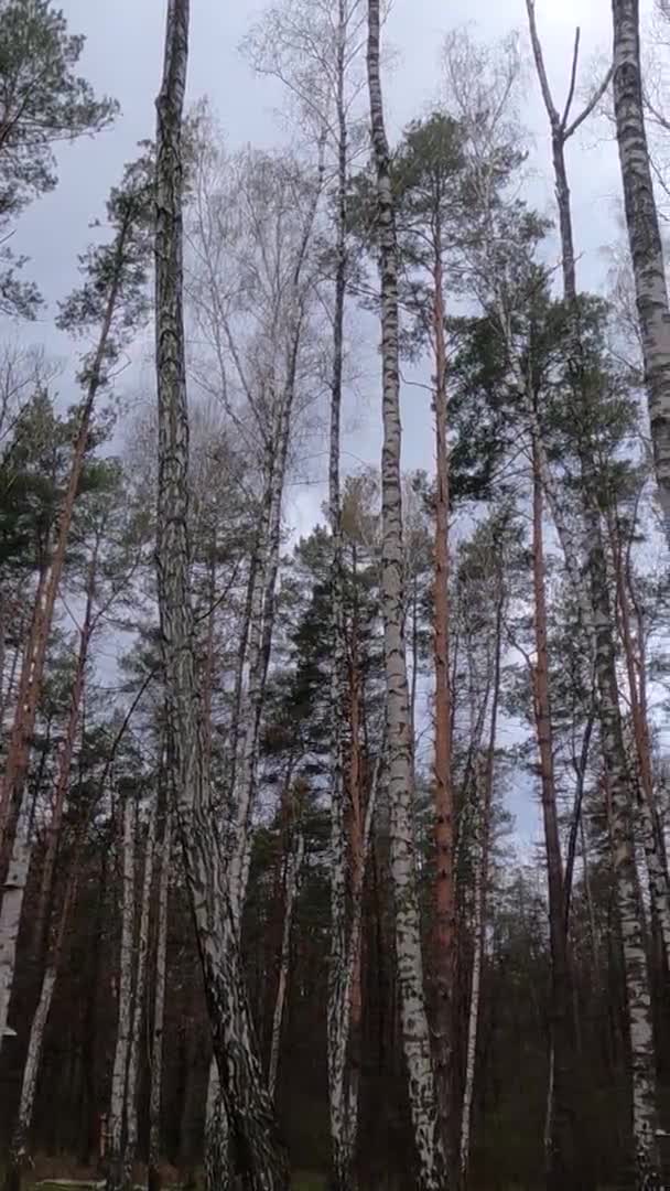 Vídeo vertical da floresta de bétulas com bétulas à tarde — Vídeo de Stock