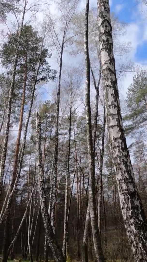 Vídeo vertical da floresta de bétulas com bétulas à tarde — Vídeo de Stock