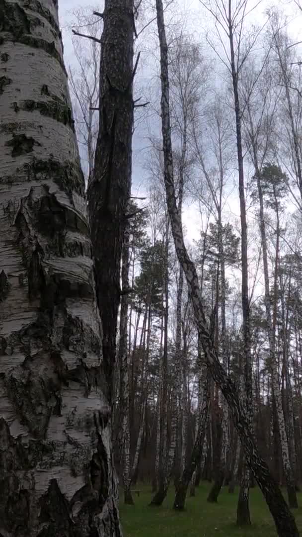 Vídeo vertical del bosque de abedules con abedules por la tarde — Vídeos de Stock