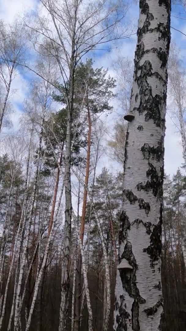 Vídeo vertical da floresta de bétulas com bétulas à tarde — Vídeo de Stock