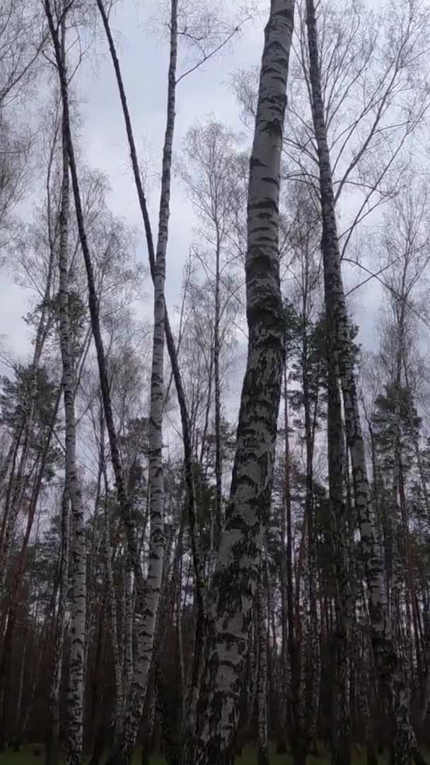 Vertical video of the birch forest with birches in the afternoon — Stock Video