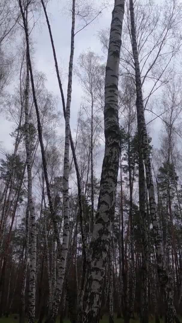 Вертикальное видео березового леса с березами днем — стоковое видео