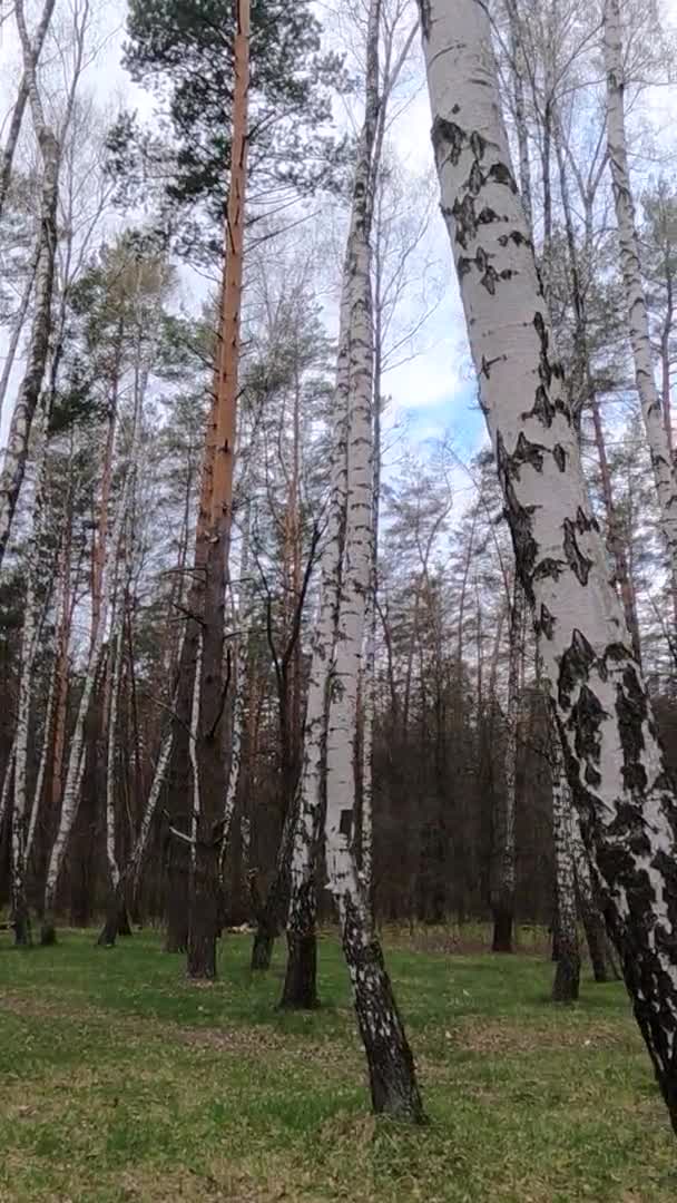 Video vertical al pădurii de mesteacăn cu mesteacăn după-amiaza — Videoclip de stoc