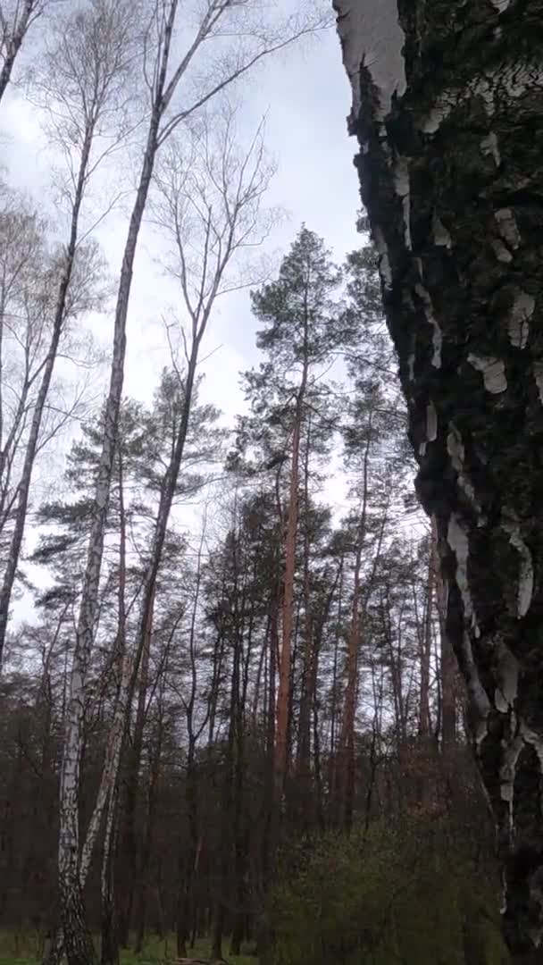 Vídeo vertical da floresta de bétulas com bétulas à tarde — Vídeo de Stock