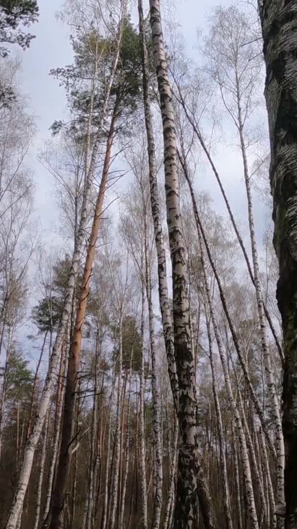 오후에 자작나무가 있는 자작나무 숲의 수직 영상 — 비디오