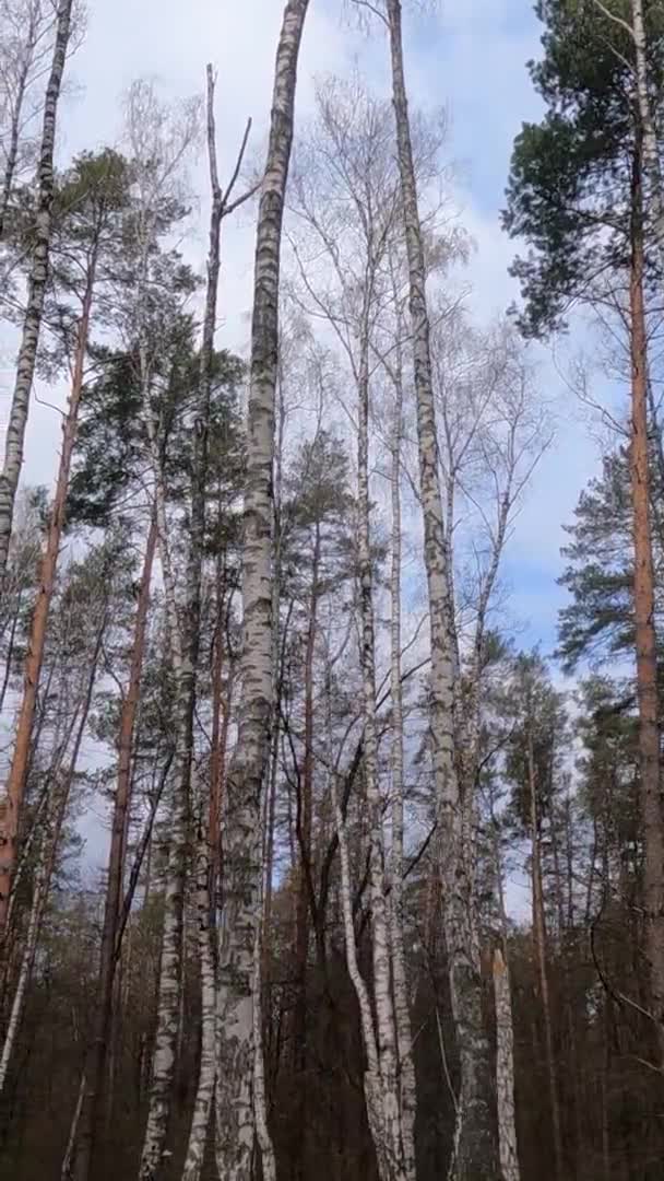 Vídeo vertical del bosque de abedules con abedules por la tarde — Vídeos de Stock