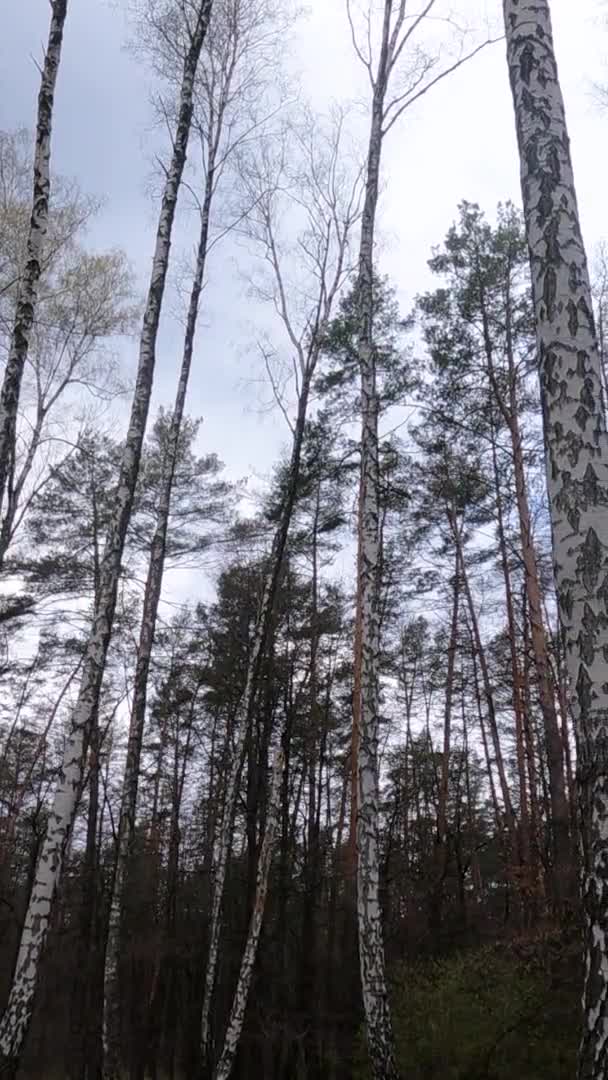 Vertikales Video des Birkenwaldes mit Birken am Nachmittag — Stockvideo