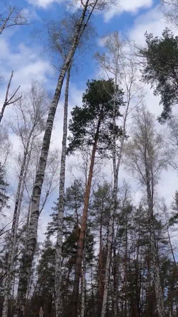 Vídeo vertical del bosque de abedules con abedules por la tarde — Vídeos de Stock