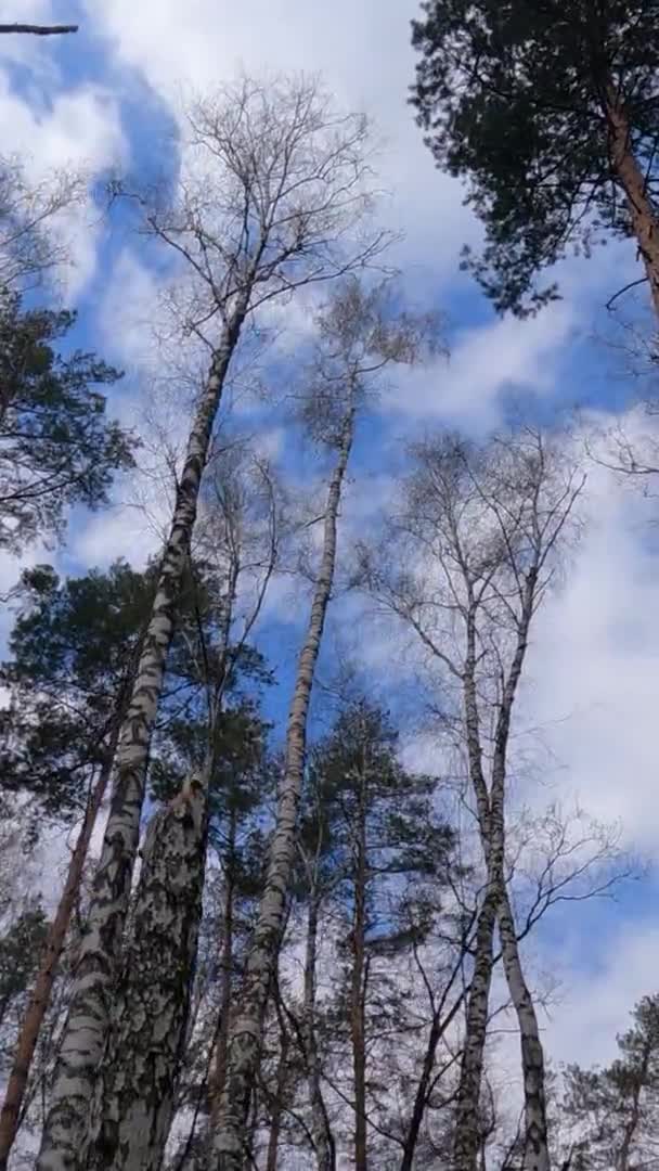오후에 자작나무가 있는 자작나무 숲의 수직 영상 — 비디오