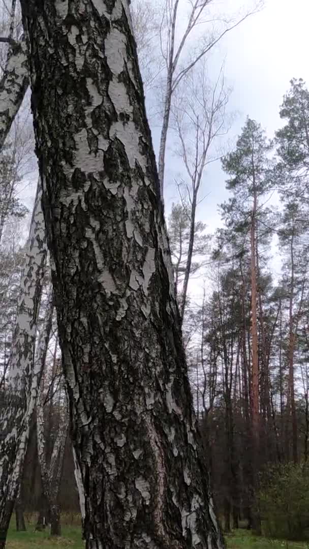 Κατακόρυφο βίντεο του δάσους σημύδας με σημύδες το απόγευμα — Αρχείο Βίντεο