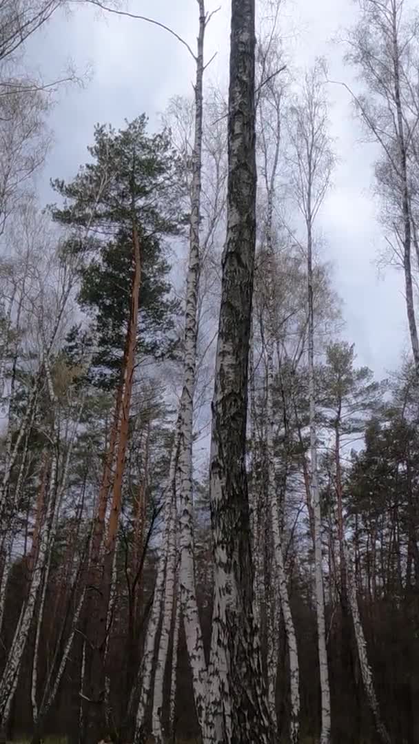 Vídeo vertical da floresta de bétulas com bétulas à tarde — Vídeo de Stock