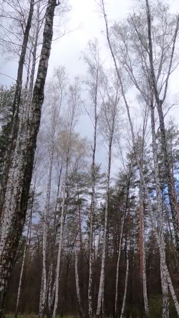 Vídeo vertical del bosque de abedules con abedules por la tarde — Vídeo de stock