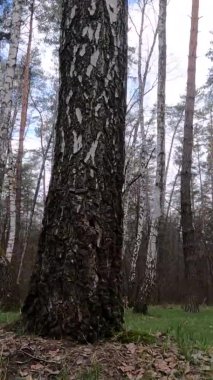 Huş ağacının öğleden sonra huş ağacıyla dikey videosu.