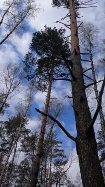 Huş ağacının öğleden sonra huş ağacıyla dikey videosu.