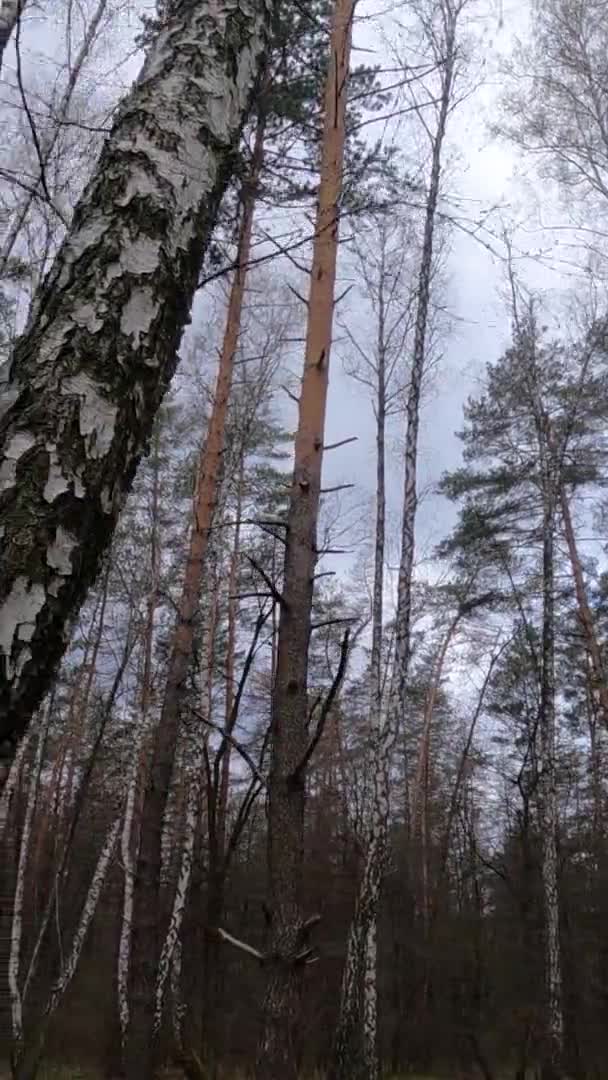 Vertikales Video des Birkenwaldes mit Birken am Nachmittag — Stockvideo