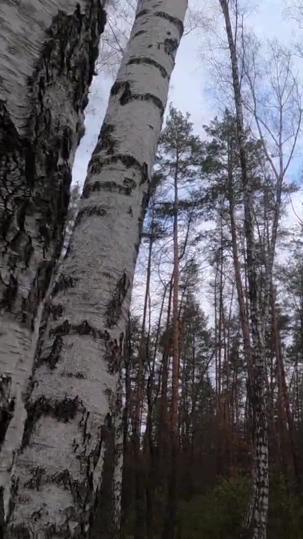 Вертикальне відео березового лісу з березою вдень — стокове відео