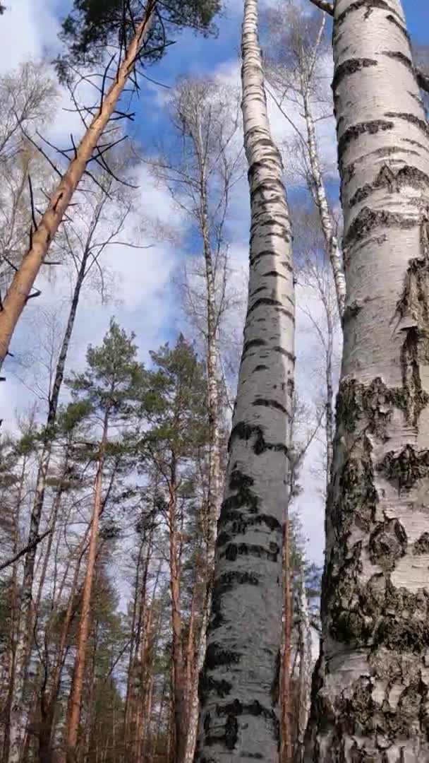 Vídeo vertical del bosque de abedules con abedules por la tarde — Vídeos de Stock