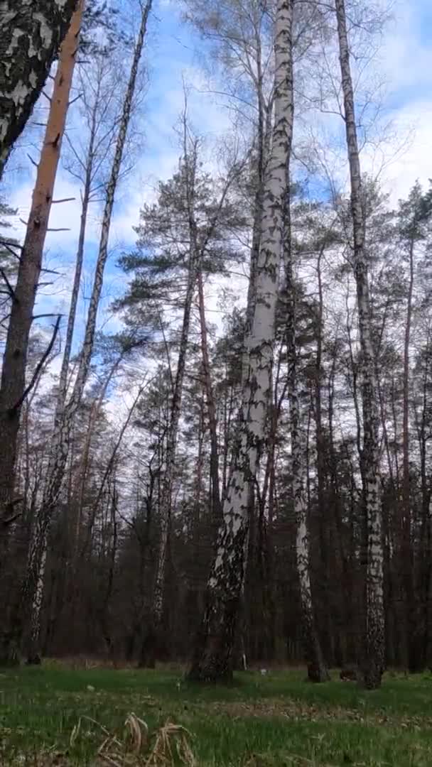 Вертикальное видео березового леса с березами днем — стоковое видео