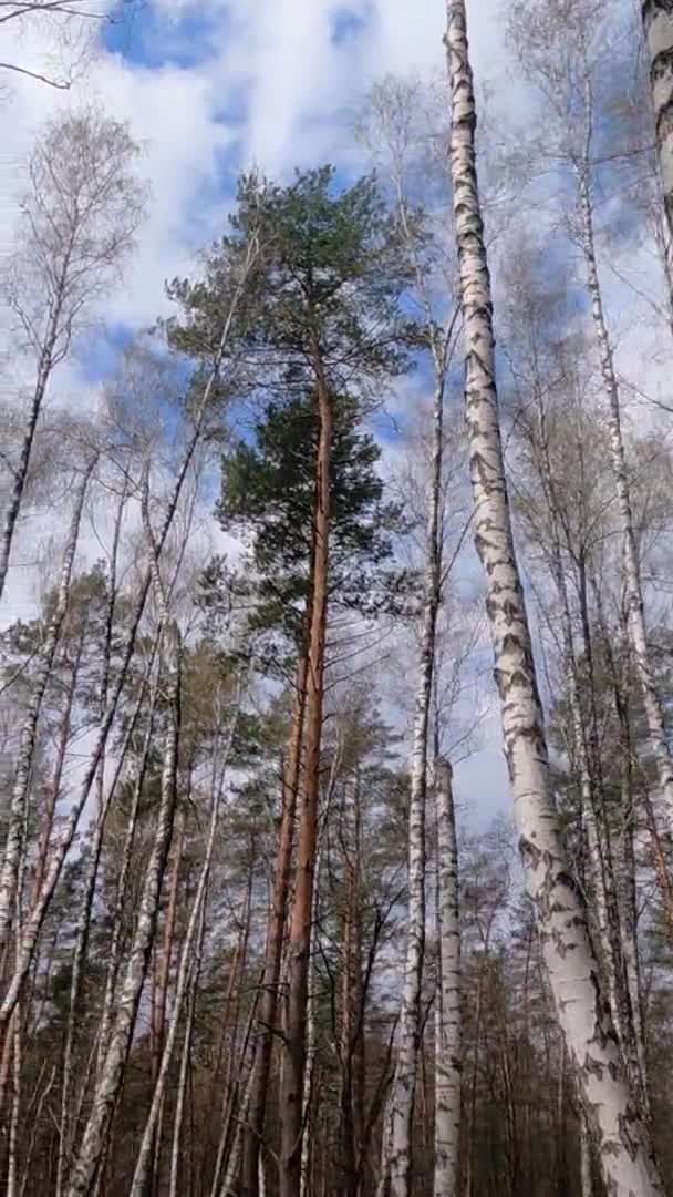 Vídeo vertical del bosque de abedules con abedules por la tarde — Vídeos de Stock