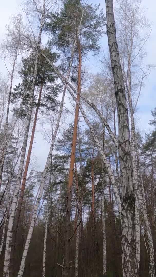 Függőleges videó a nyírfa erdő nyírfa délután — Stock videók