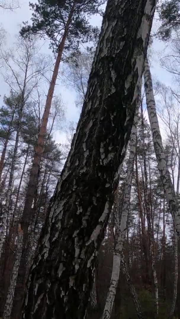 Vídeo vertical del bosque de abedules con abedules por la tarde — Vídeos de Stock