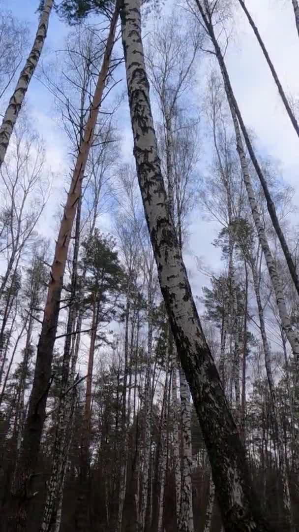 Vídeo vertical del bosque de abedules con abedules por la tarde — Vídeos de Stock