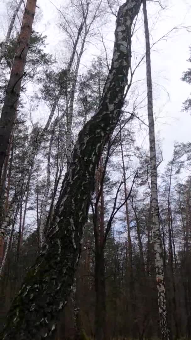 下午带桦树的桦树森林的垂直录像 — 图库视频影像
