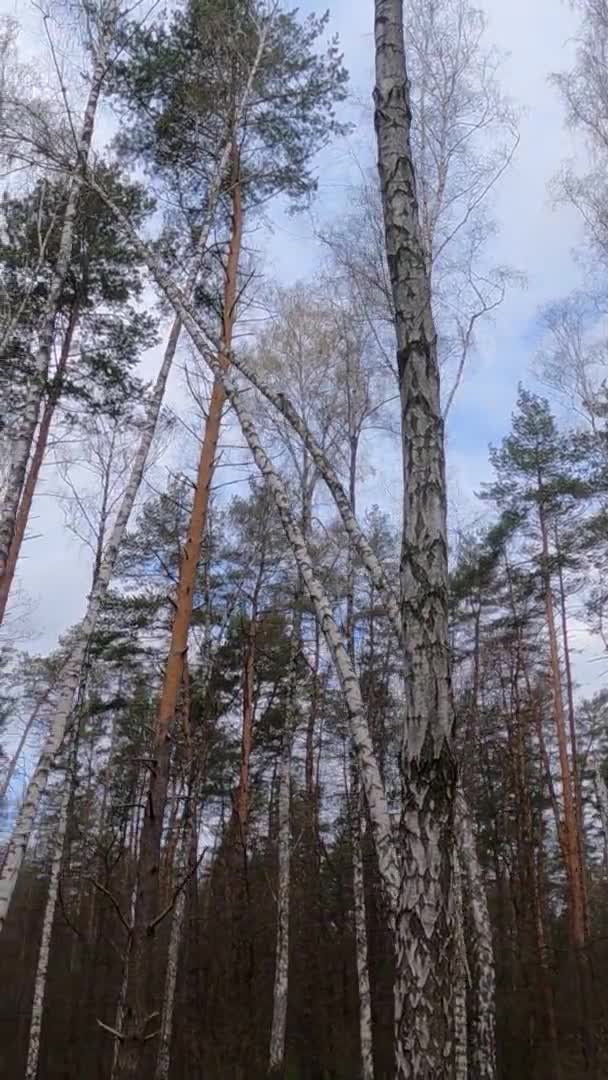 Függőleges videó a nyírfa erdő nyírfa délután — Stock videók
