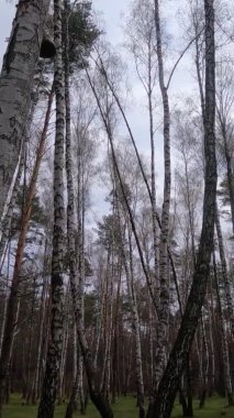 Huş ağacının öğleden sonra huş ağacıyla dikey videosu.