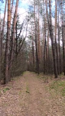 Gün boyunca ormandaki küçük yolun dikey videosu.