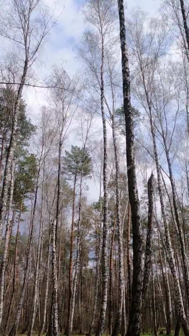 Vídeo vertical da floresta de bétulas com bétulas à tarde — Vídeo de Stock