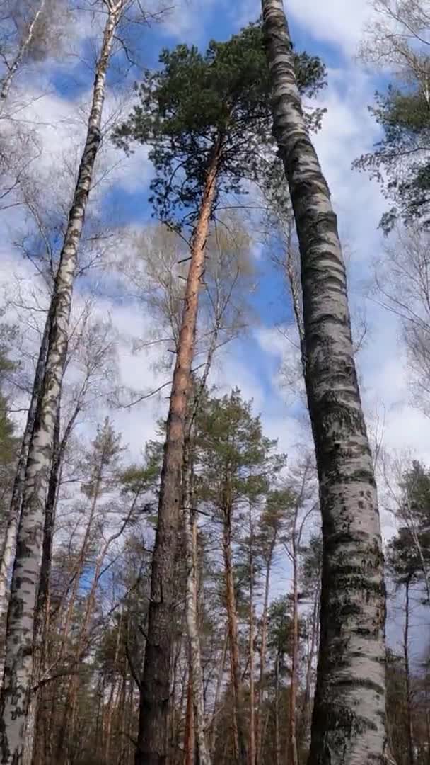 Vertikální video břízového lesa s břízami odpoledne — Stock video