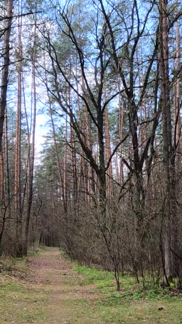 森林里的小道在白天的垂直录像 — 图库视频影像
