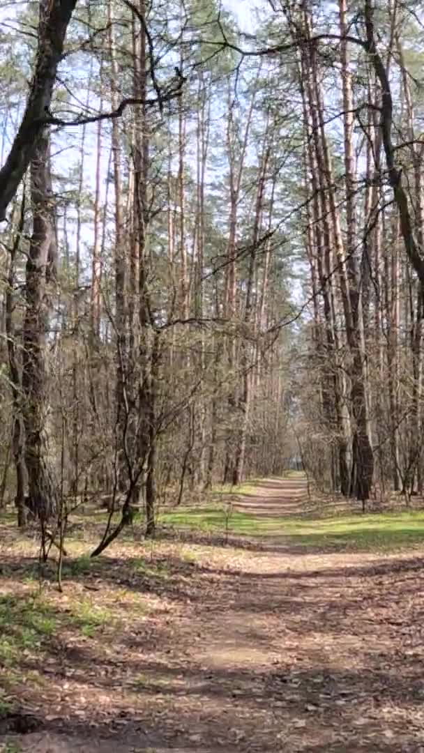 Vidéo verticale de la petite route dans la forêt pendant la journée