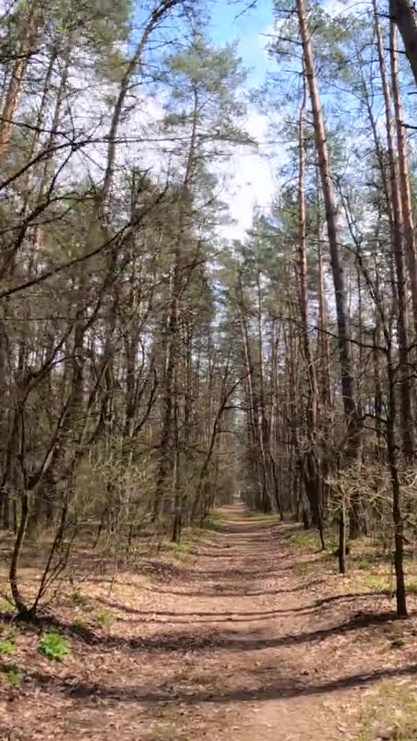 Vidéo verticale de la petite route dans la forêt pendant la journée