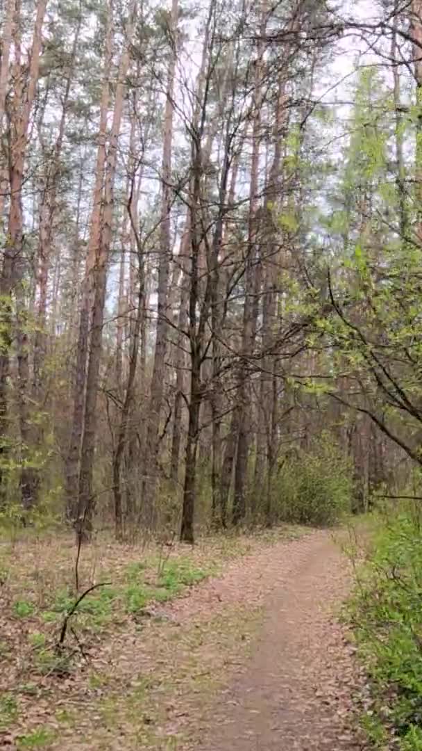 Vídeo vertical de la pequeña carretera en el bosque durante el día — Vídeo de stock