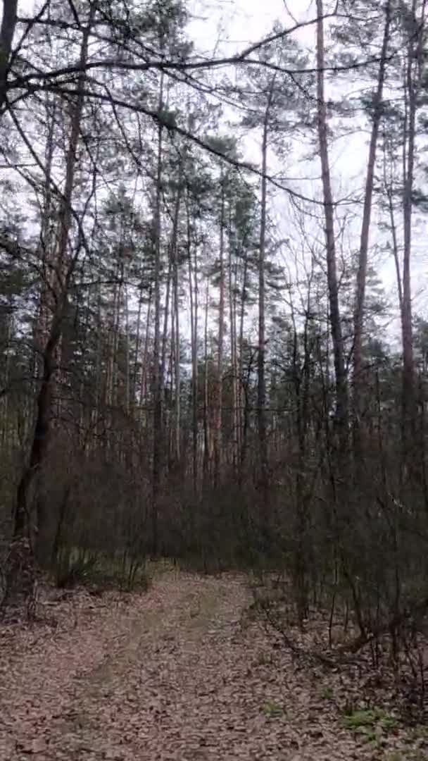Vídeo vertical de la pequeña carretera en el bosque durante el día — Vídeos de Stock