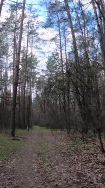 Gün boyunca ormandaki küçük yolun dikey videosu.