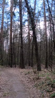 Gün boyunca ormandaki küçük yolun dikey videosu.