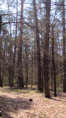 Gün boyunca ormandaki küçük yolun dikey videosu.