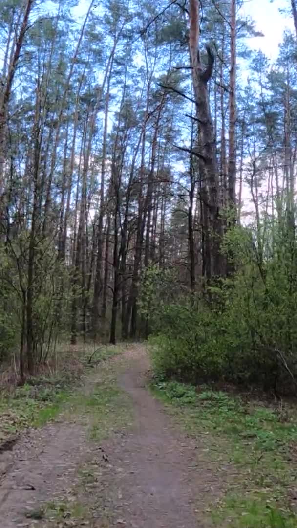 Vídeo vertical da pequena estrada na floresta durante o dia — Vídeo de Stock